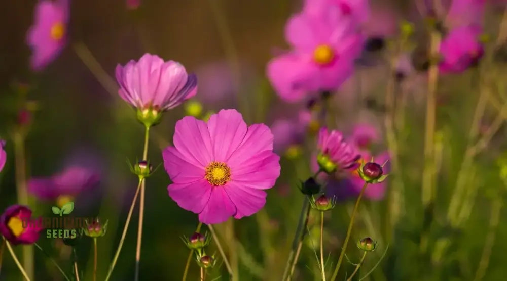 High Yield Cosmos Flower Hybrid Seeds - Premium Planting For Abundant Blooms