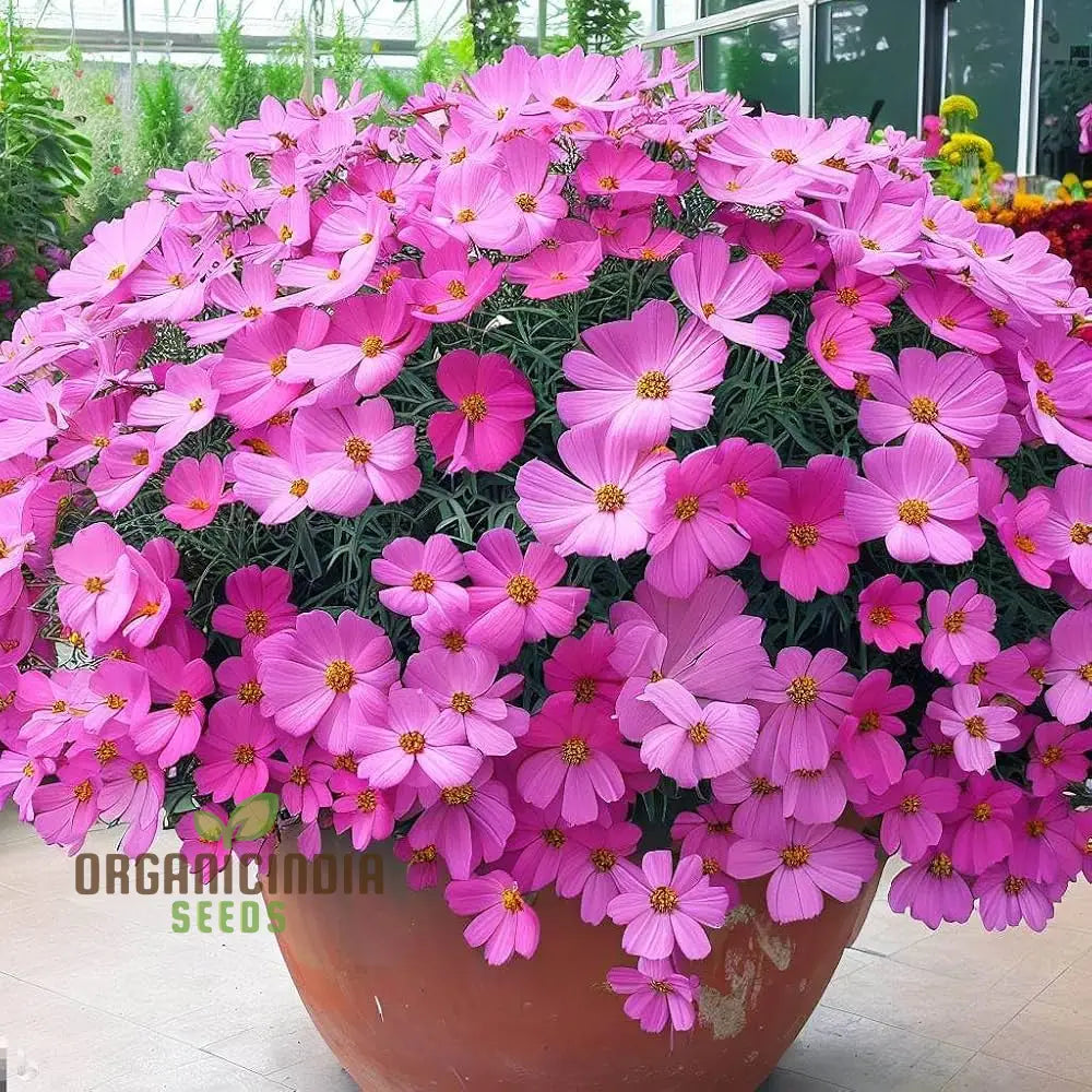 High Yield Cosmos Flower Hybrid Seeds - Premium Planting For Abundant Blooms