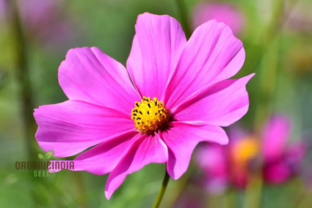 High Yield Cosmos Flower Hybrid Seeds - Premium Planting For Abundant Blooms
