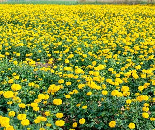 High Yield Lemon Yellow Marigold Seeds for Flower Beds and Borders