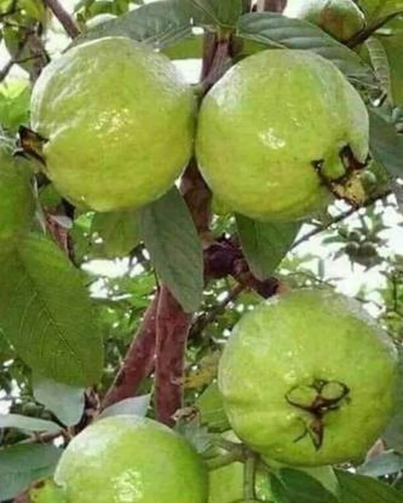 Psidium guajava non-GMO seeds for tropical fruit plant