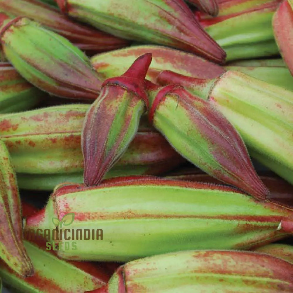 Mature Hill Country Red Okra Plant from Seeds, Heirloom Garden Vegetable