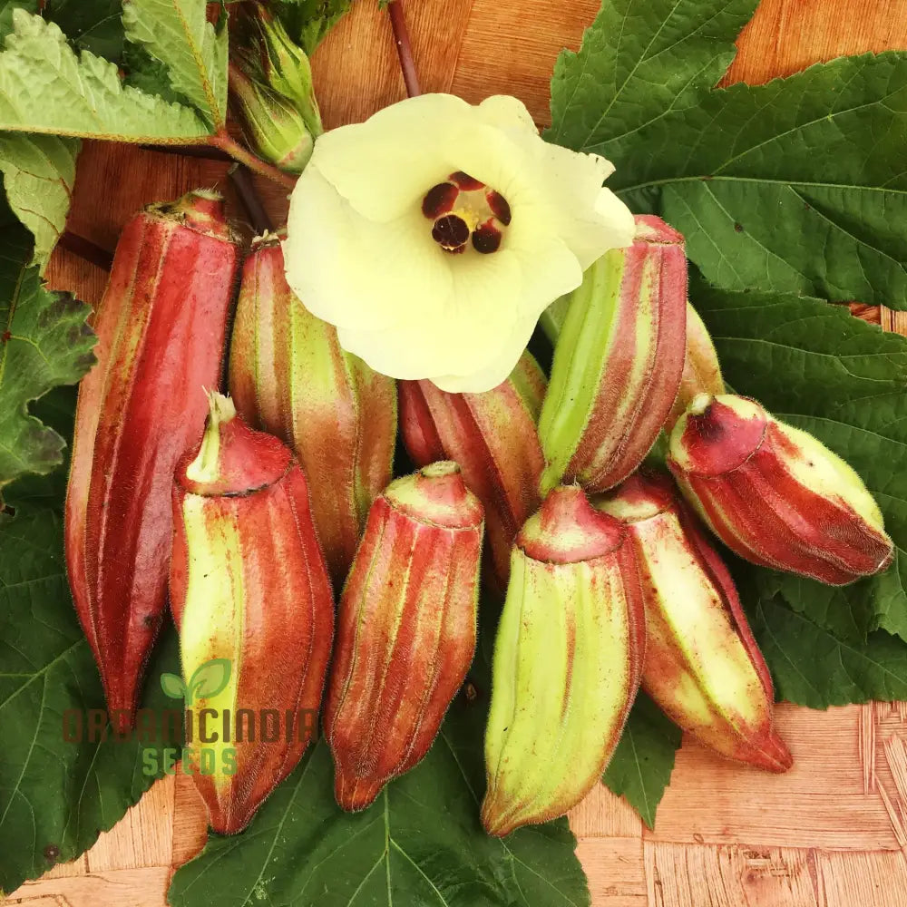 Hill Country Red Okra Seeds for Home Garden, Heirloom Vegetable Seeds
