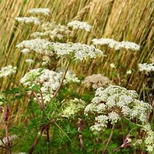 Himalayan cow parsley seeds white garden blooms