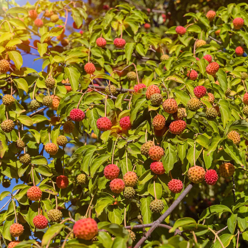 Himalayan Dogwood Strawberry Tree seeds non GMO