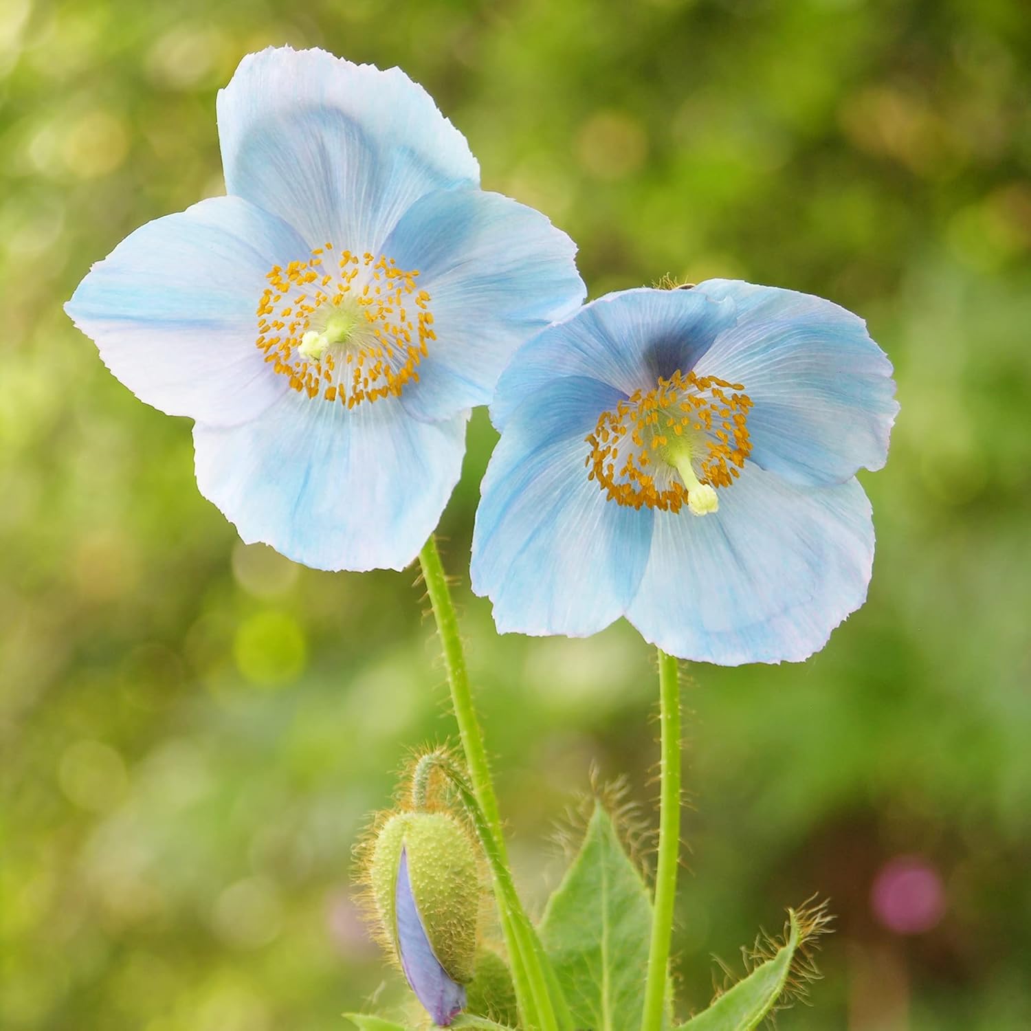 Himalayan blue poppies growing in a shaded garden