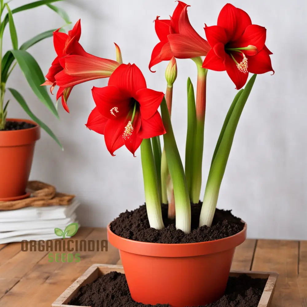Hippeastrum Amaryllis flower seeds for planting