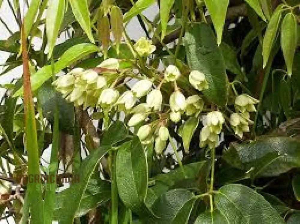 Holboellia coriacea seeds hardy evergreen vine for gardens