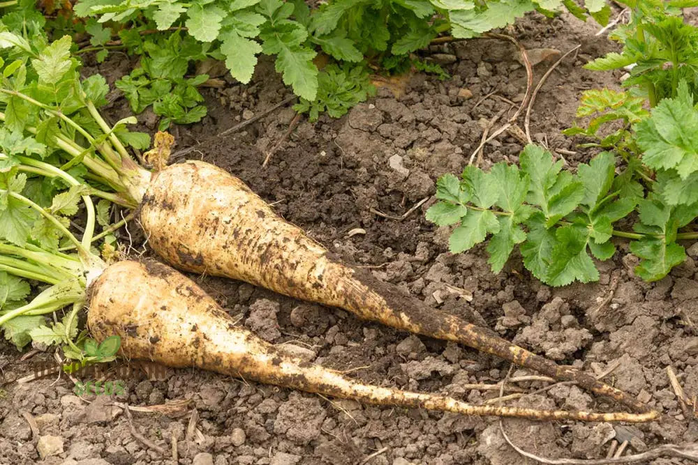 Mature Hollow Parsnip Plants, High-Quality Root Vegetable Seeds