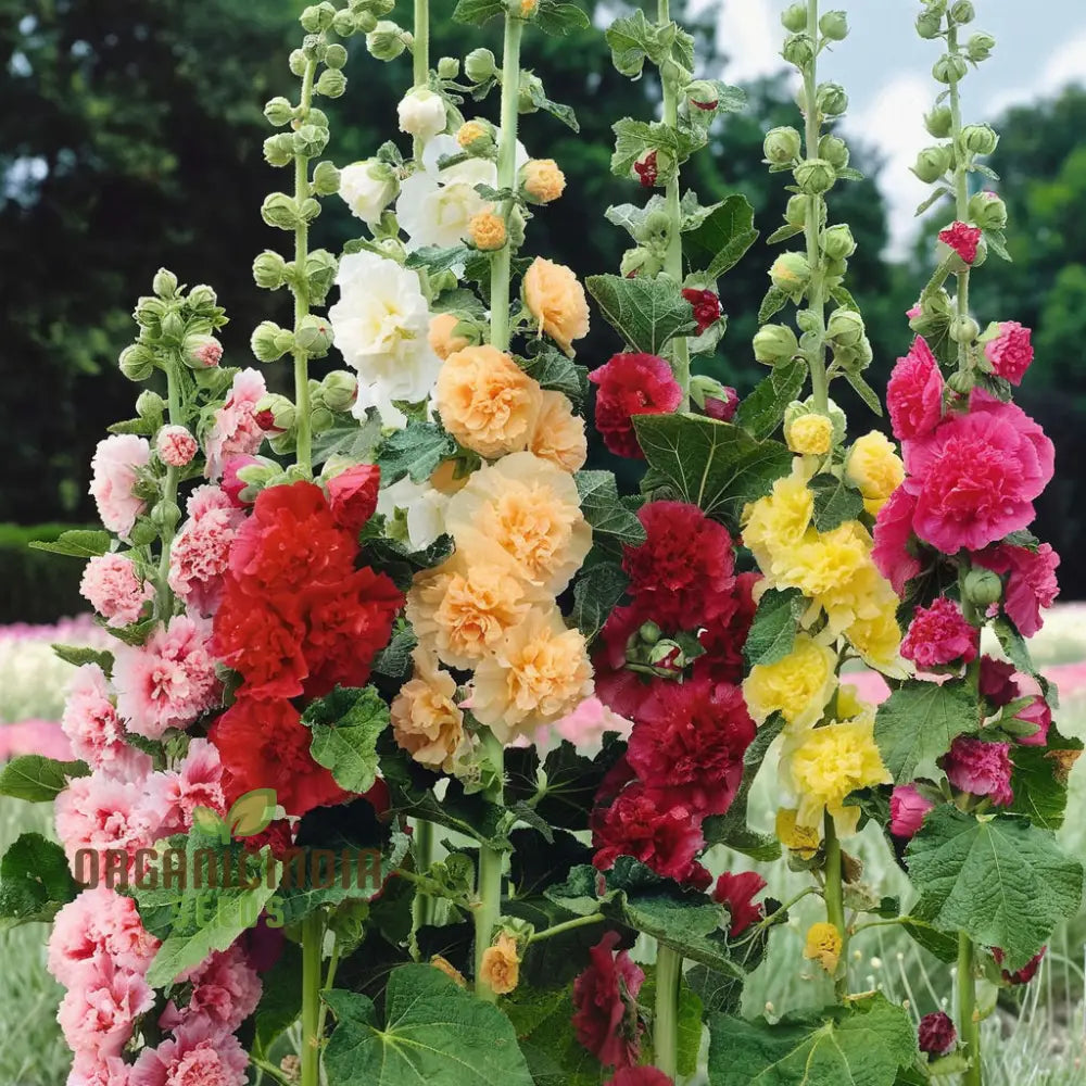 Hollyhock Chater’s Double Mixed Seeds - Stunning Full Blooms For Majestic Garden Displays Flower