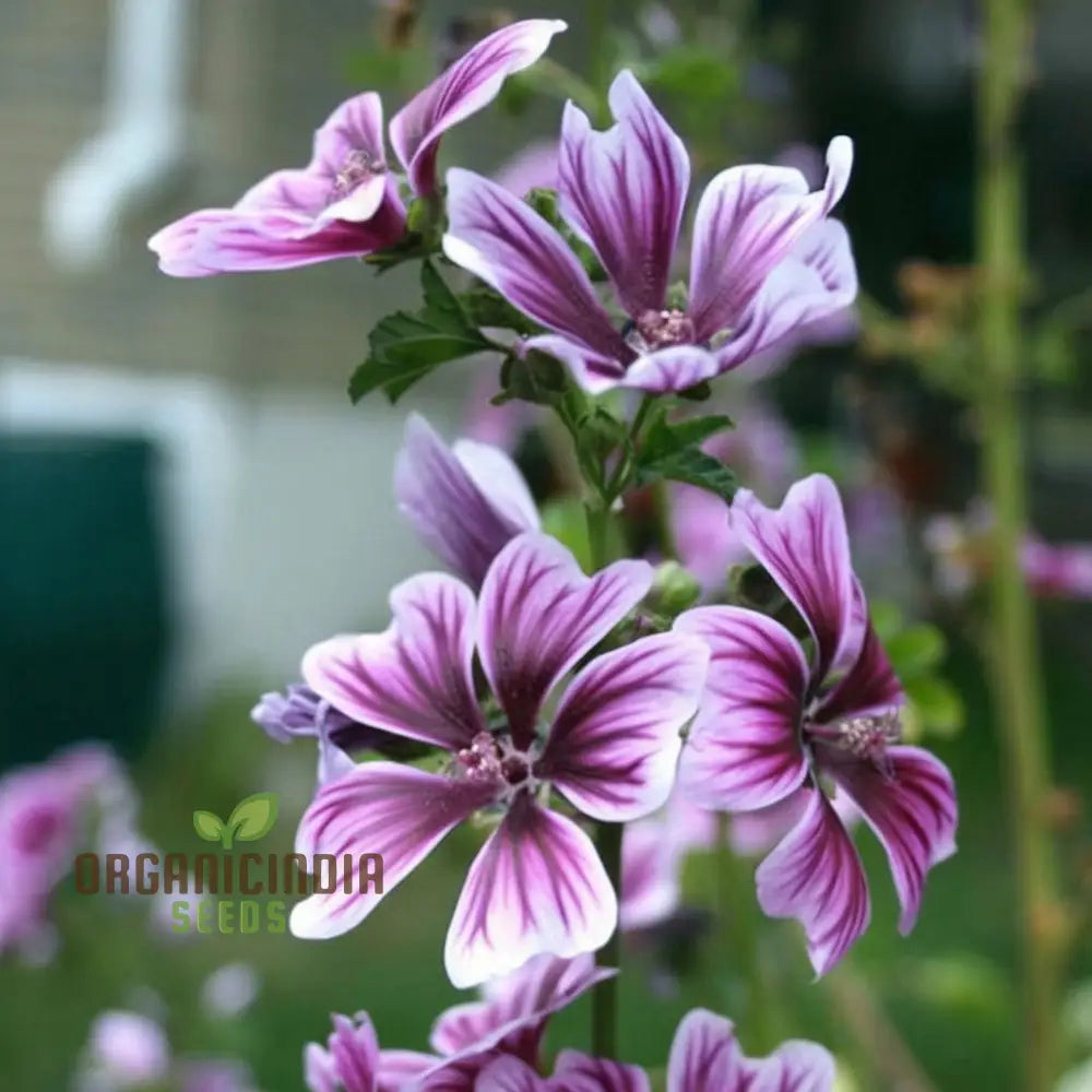 Hollyhock Malva Flower Seeds - Towering Blooms For A Classic Cottage Garden