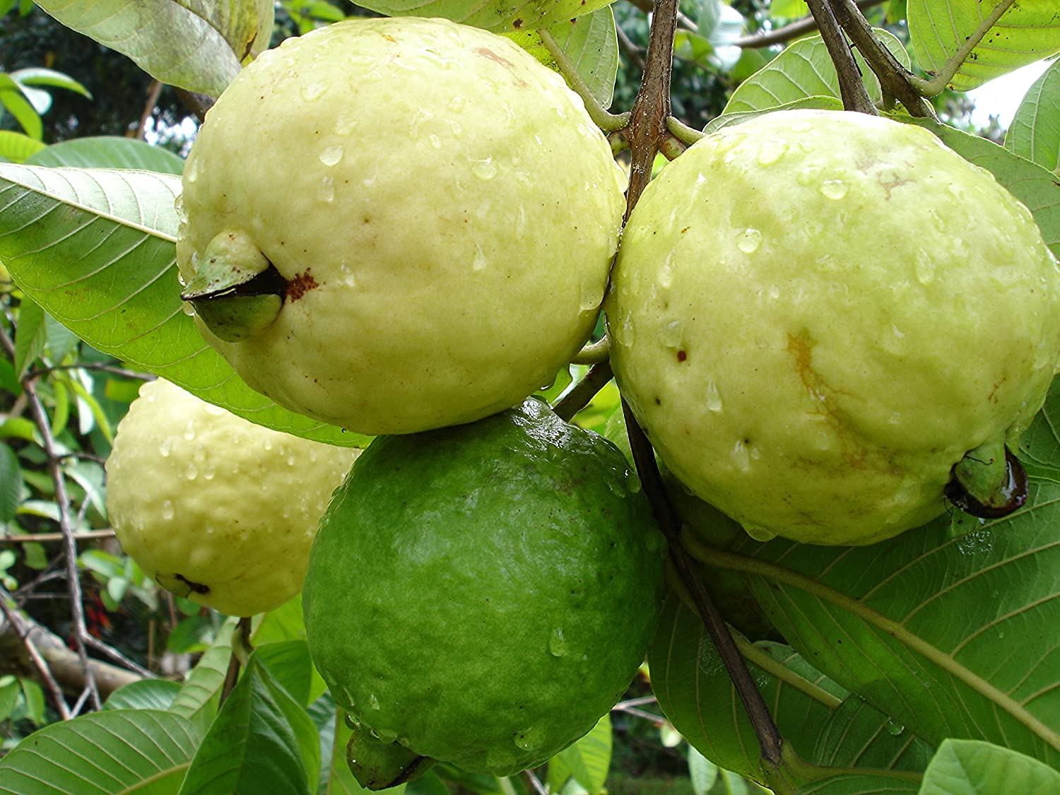 Home garden Beaumont Guava cultivation