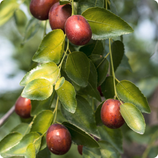 Home garden jujube seeds for growing tropical fruit trees