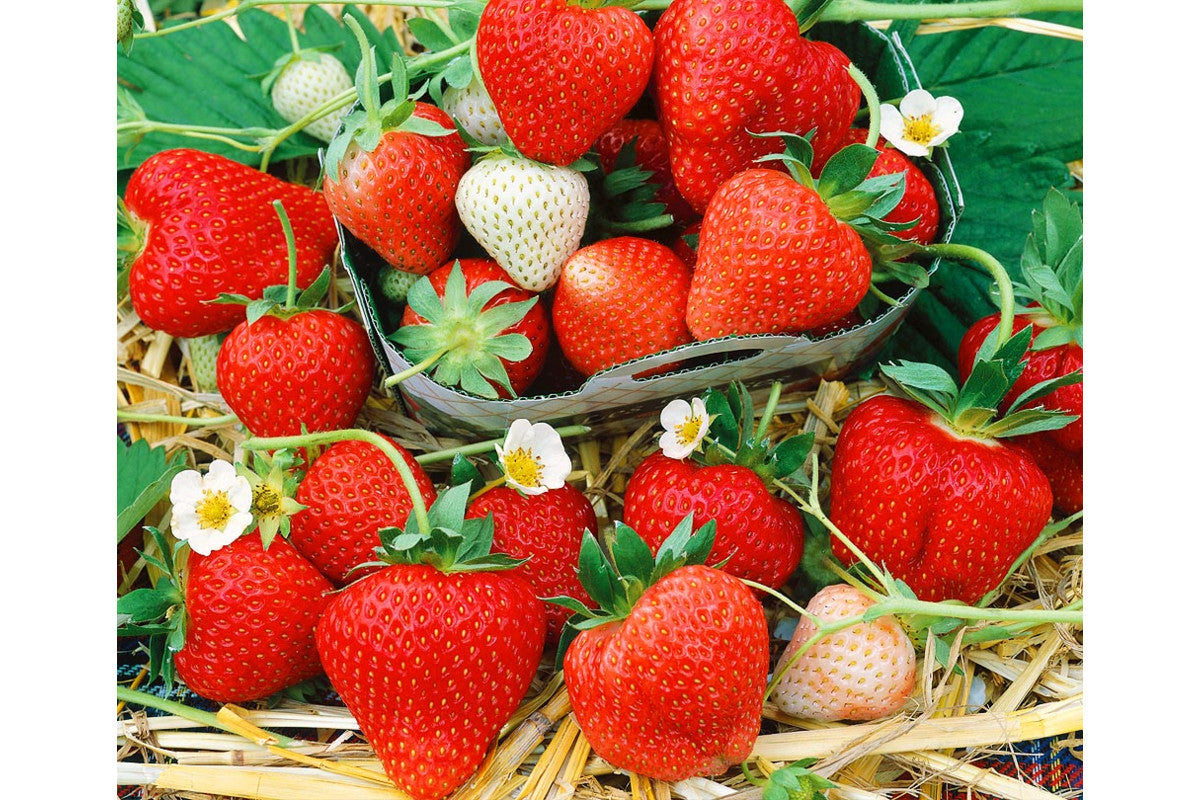 Home garden strawberry seeds ideal for raised beds and planters