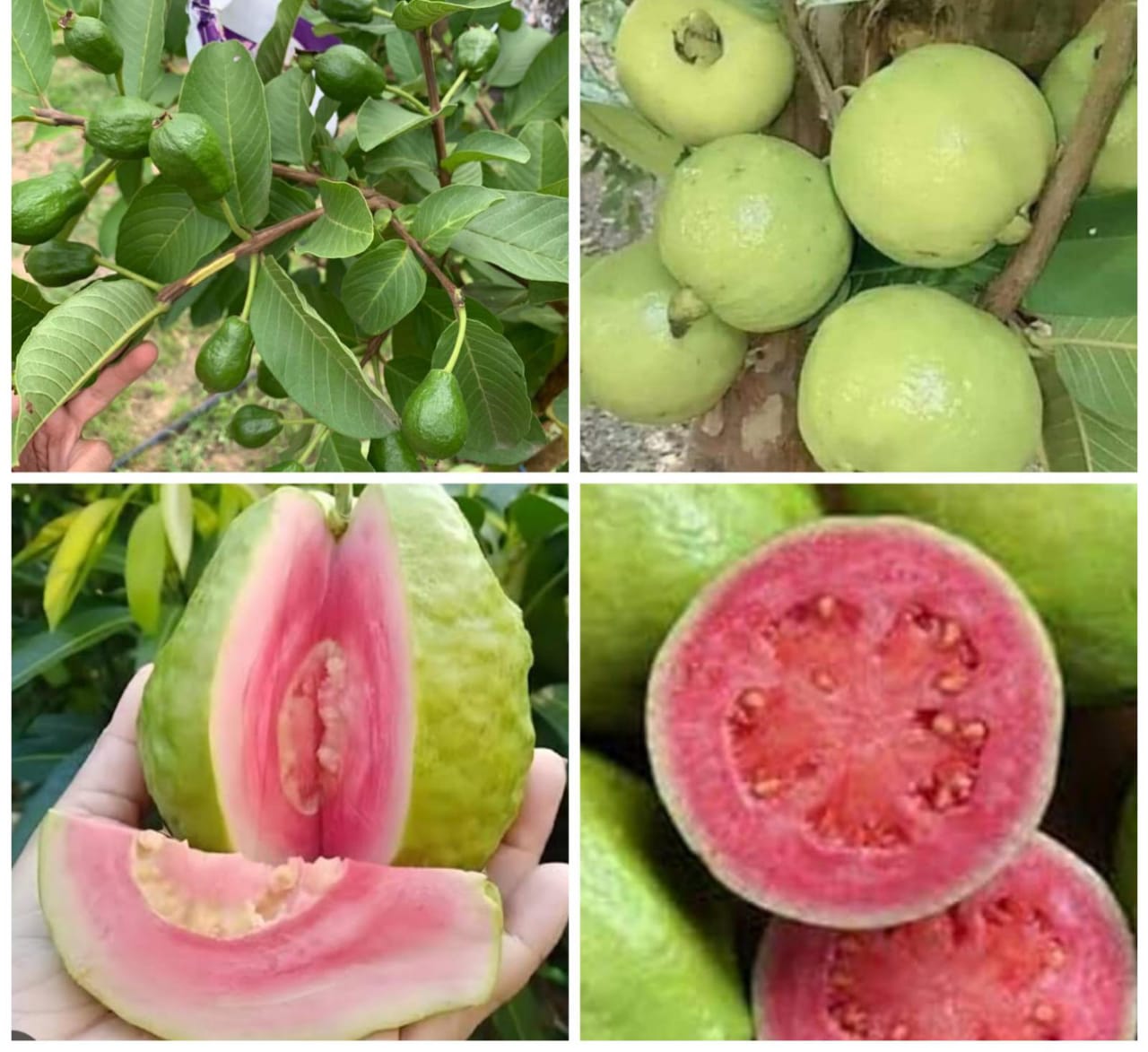 Guava seedlings sprouting in containers