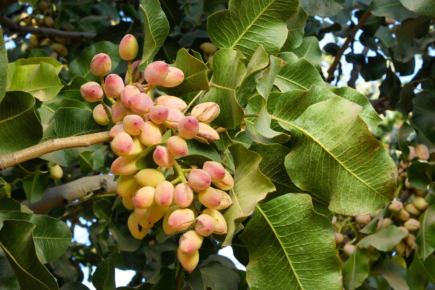 Home orchard pistachio seeds for growing nut trees