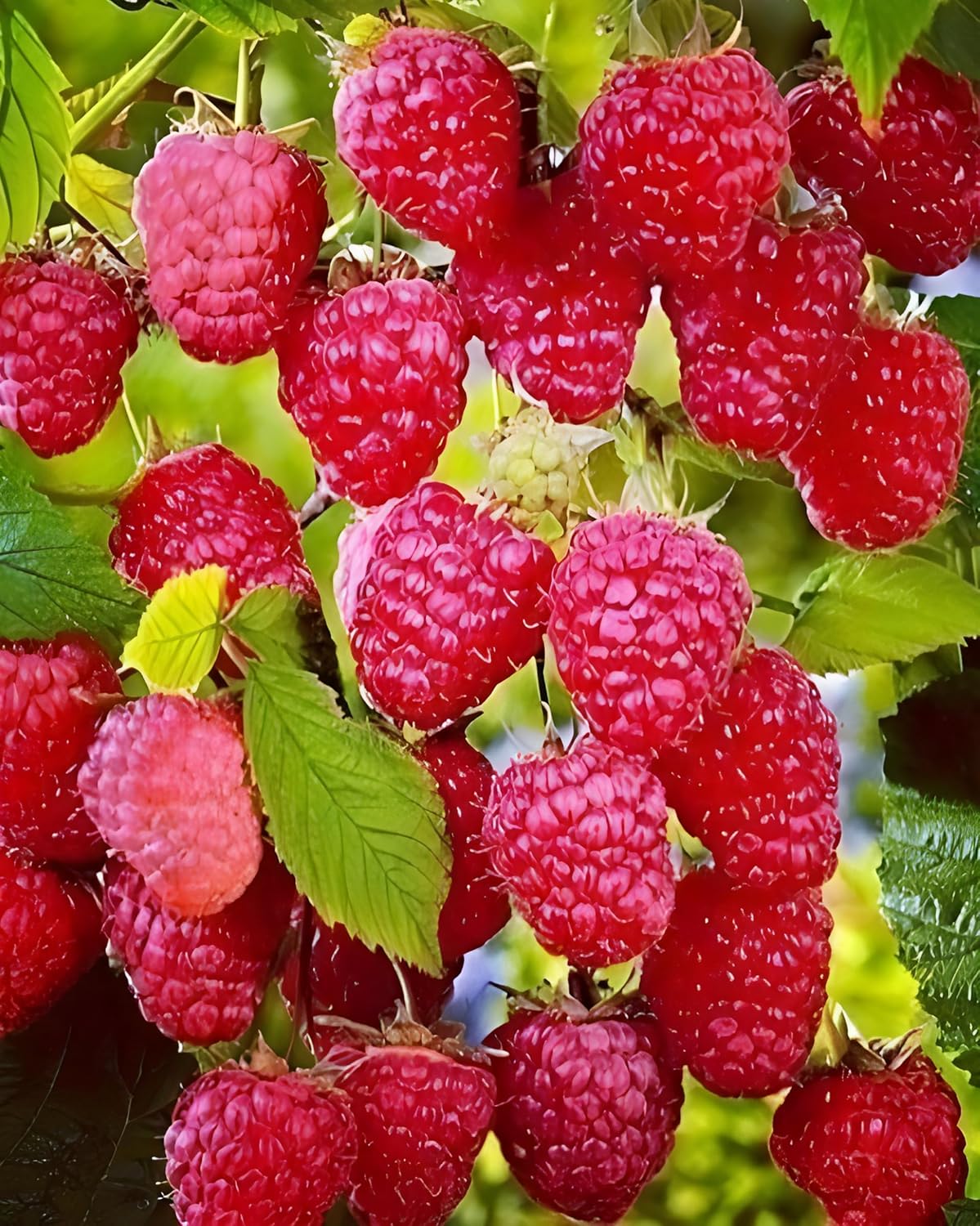 Homegrown red raspberries from seeds, ripe and juicy