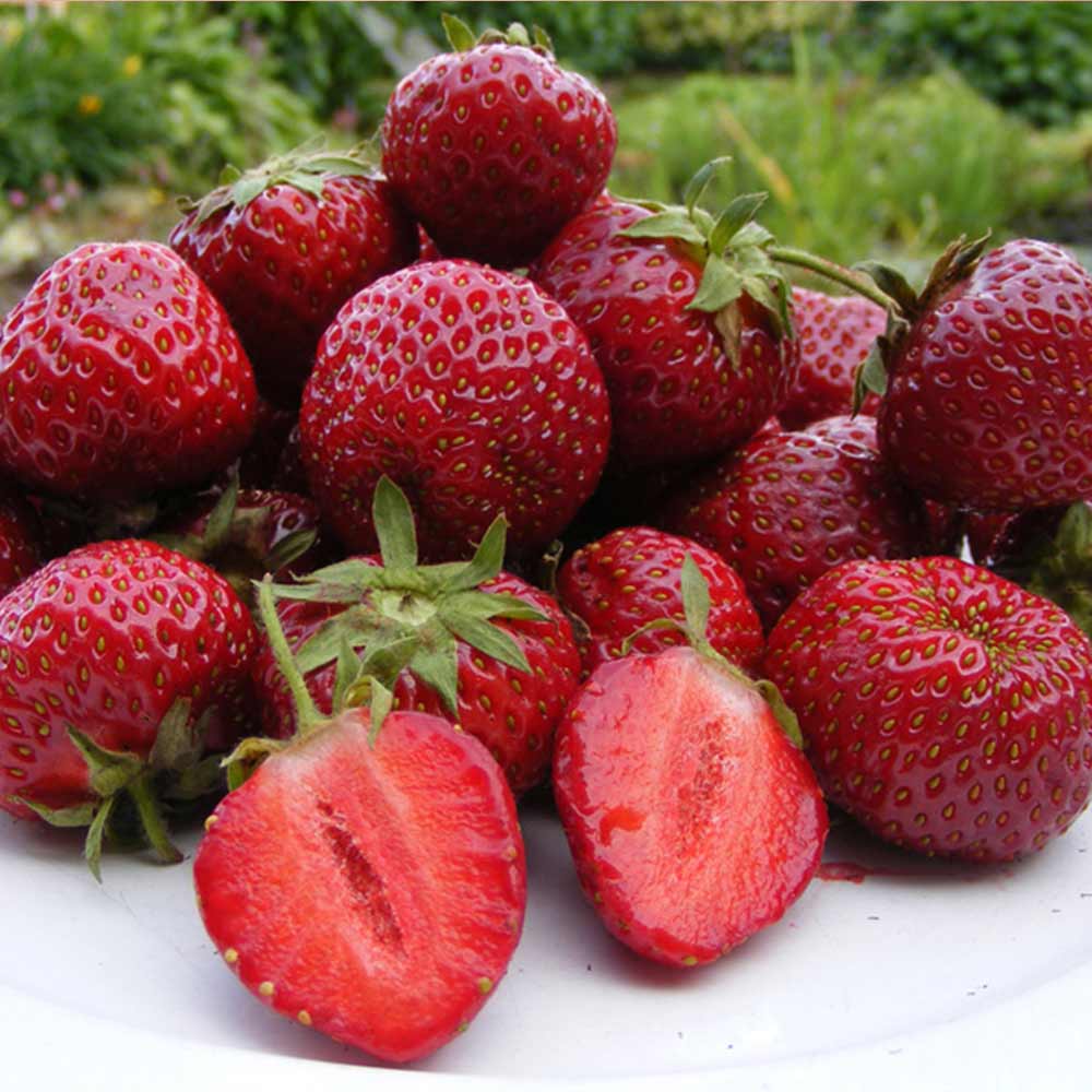 Honeoye strawberry seeds for planting hardy early high-yield berries