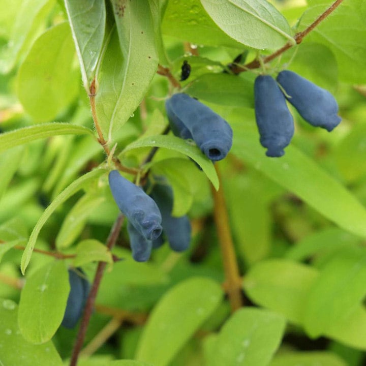 Honeyberry seeds for planting hardy fruiting shrubs