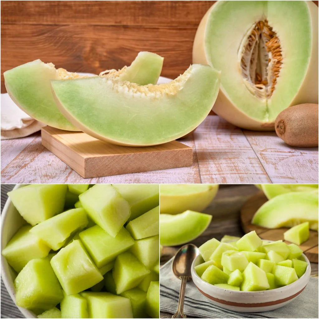 Honeydew Melon Seeds Germination – How to Grow Cucumis melo