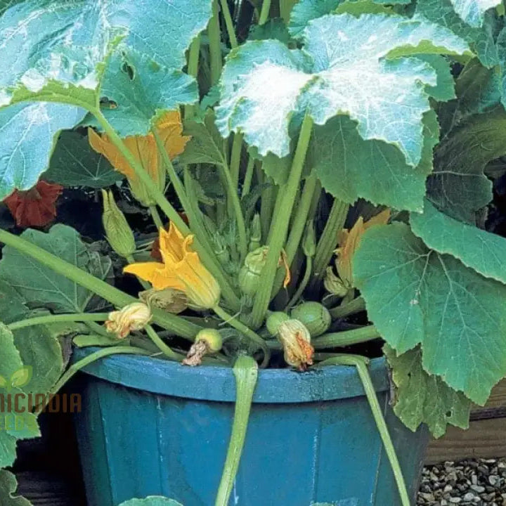 Mature Honeygold Marrow Plant from Seeds, High-Yield Vegetable Plant