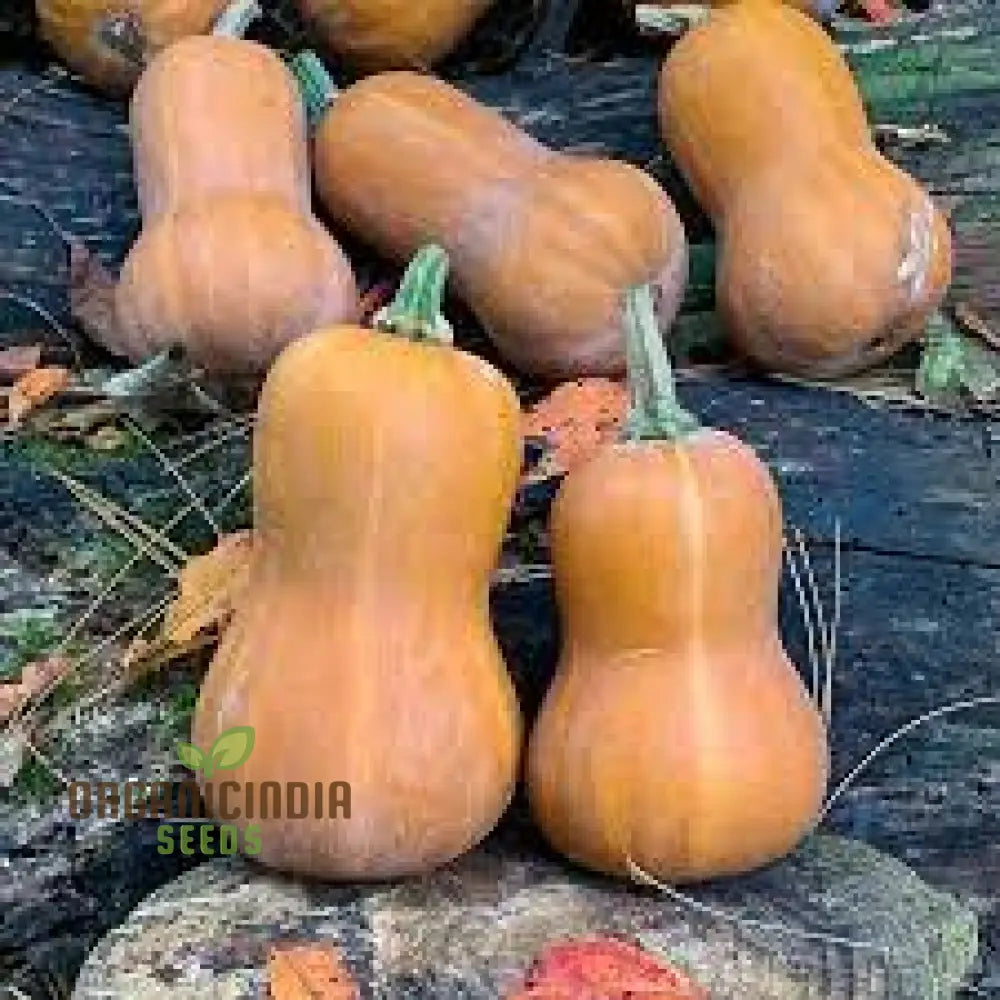 Mature Honeynut Squash Plant from Seeds, Compact High Yield Variety