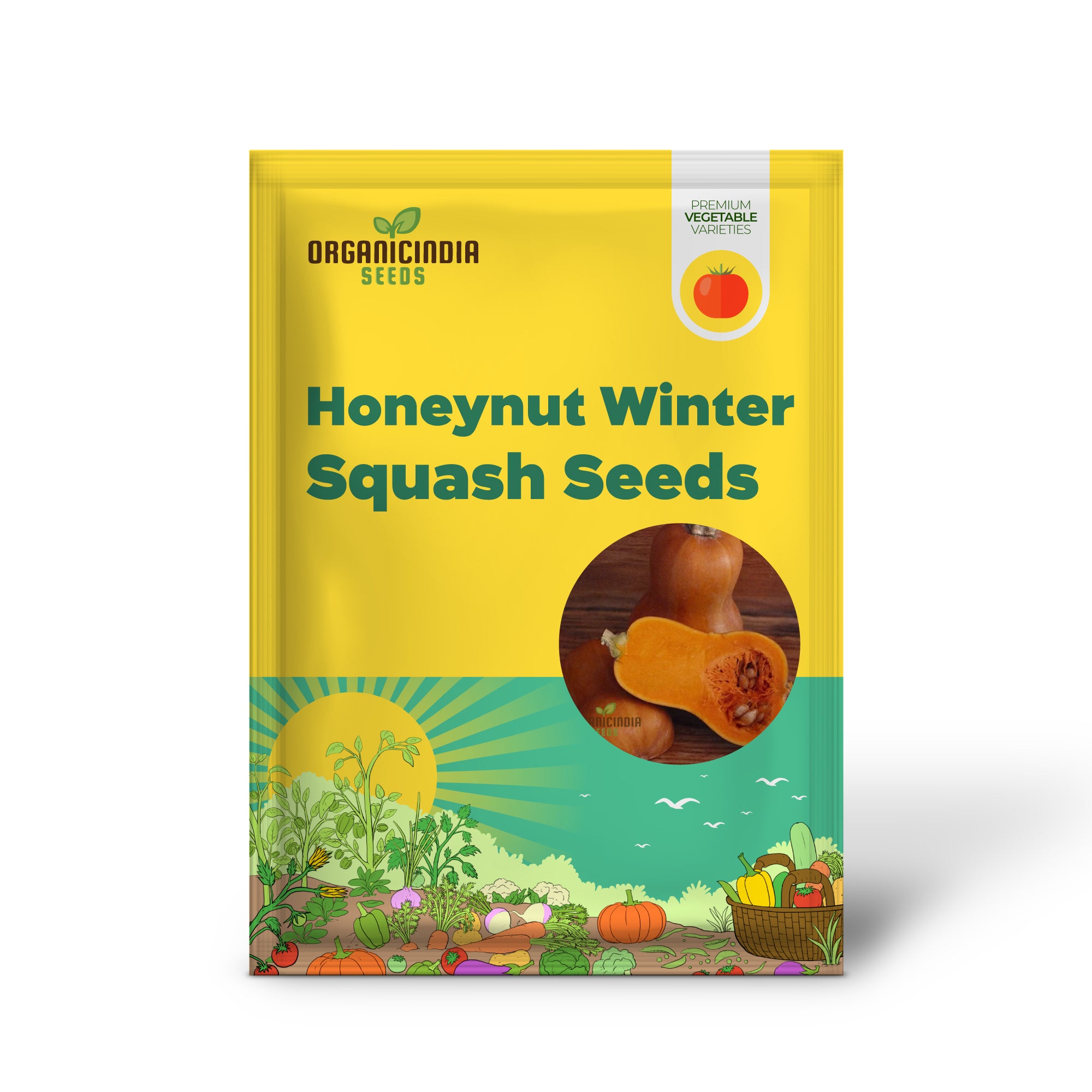 Honeynut Squash Seedlings Growing from Seeds, Easy-to-Grow Winter Squash