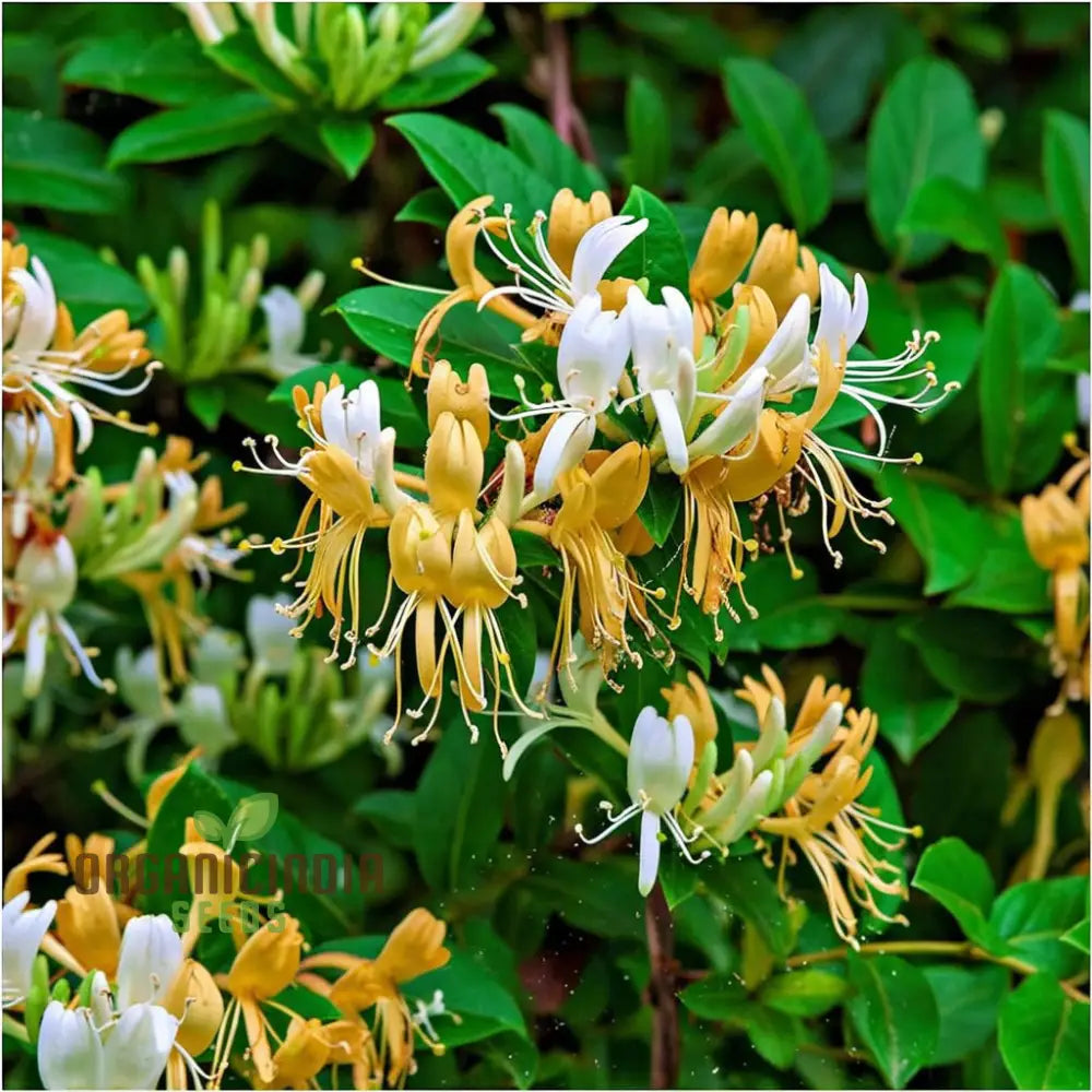 Honeysuckle seeds for planting fragrant climbing blooms