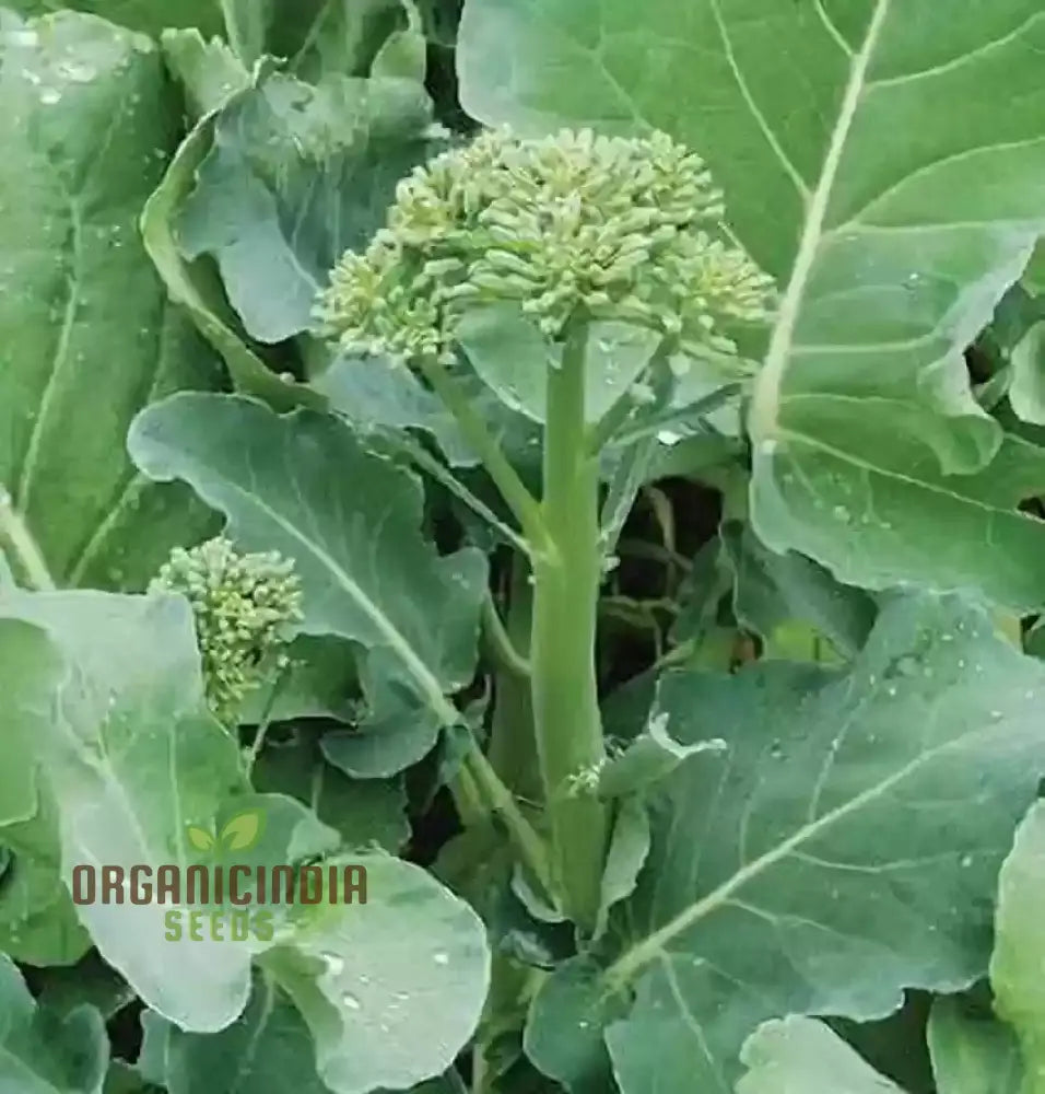 Hong Kong Broccoli Plant Growing in Container from Seeds, Home Garden Greens