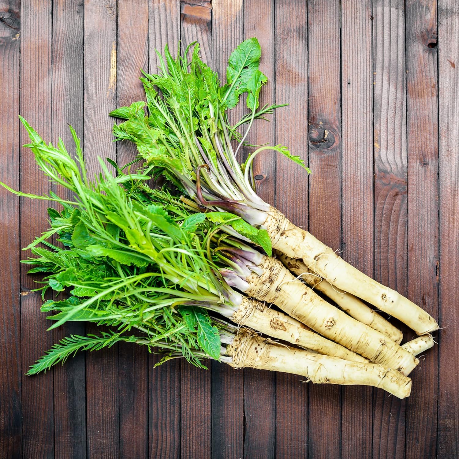 Harvested Red Cloe Horseradish Roots, Homegrown Culinary Vegetable Seeds