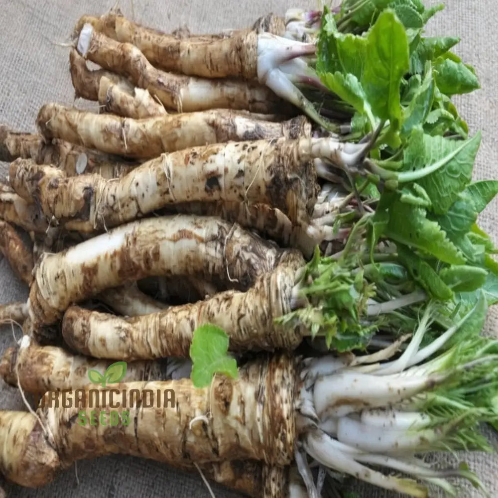 Robust Horseradish Seeds for Planting, Non-GMO Edible Root Seeds