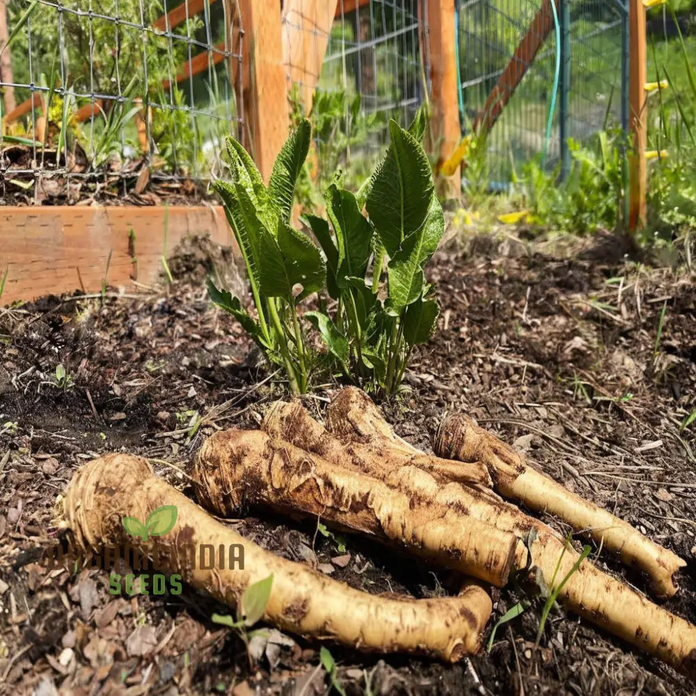 Mature Horseradish Roots from Seeds, Flavorful Culinary Vegetable