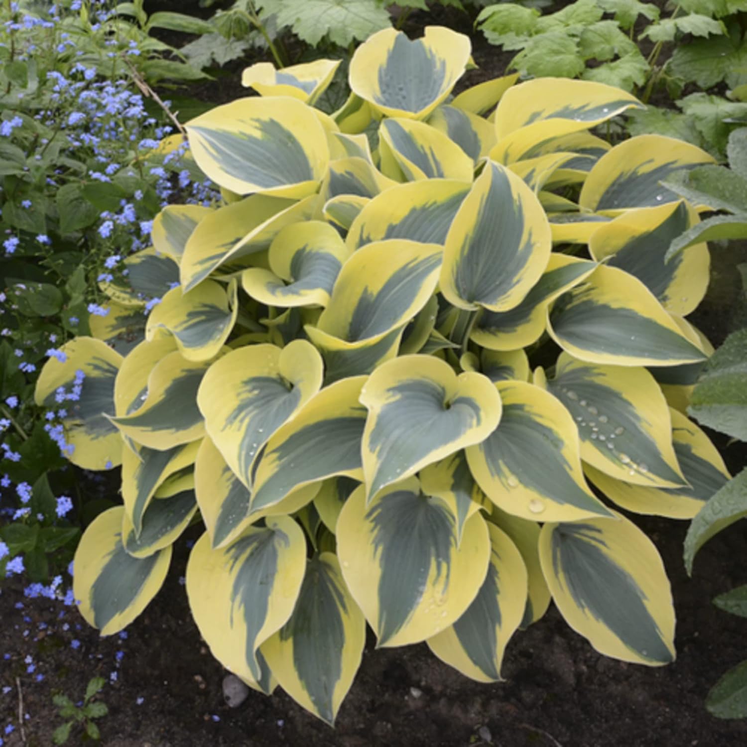 Autumn Frost Hosta Seeds, Shade Garden Perennial Plant