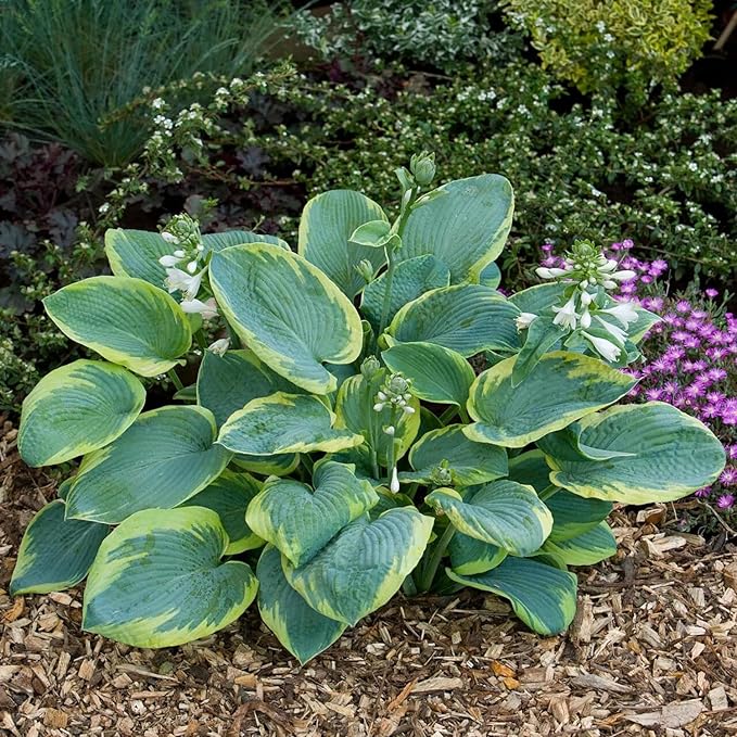 Earth Angel Hosta Perennial with Broad Green Leaves