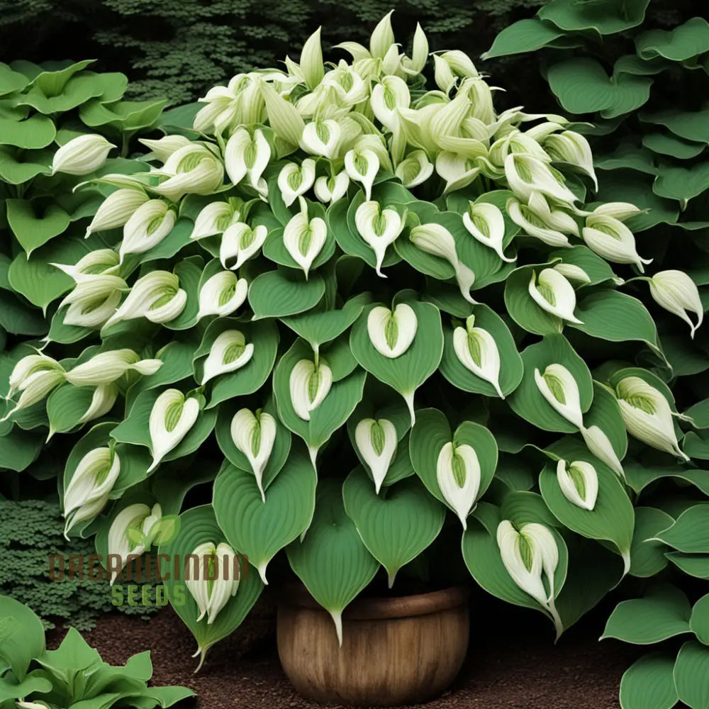 Hosta Lily flower seeds for planting