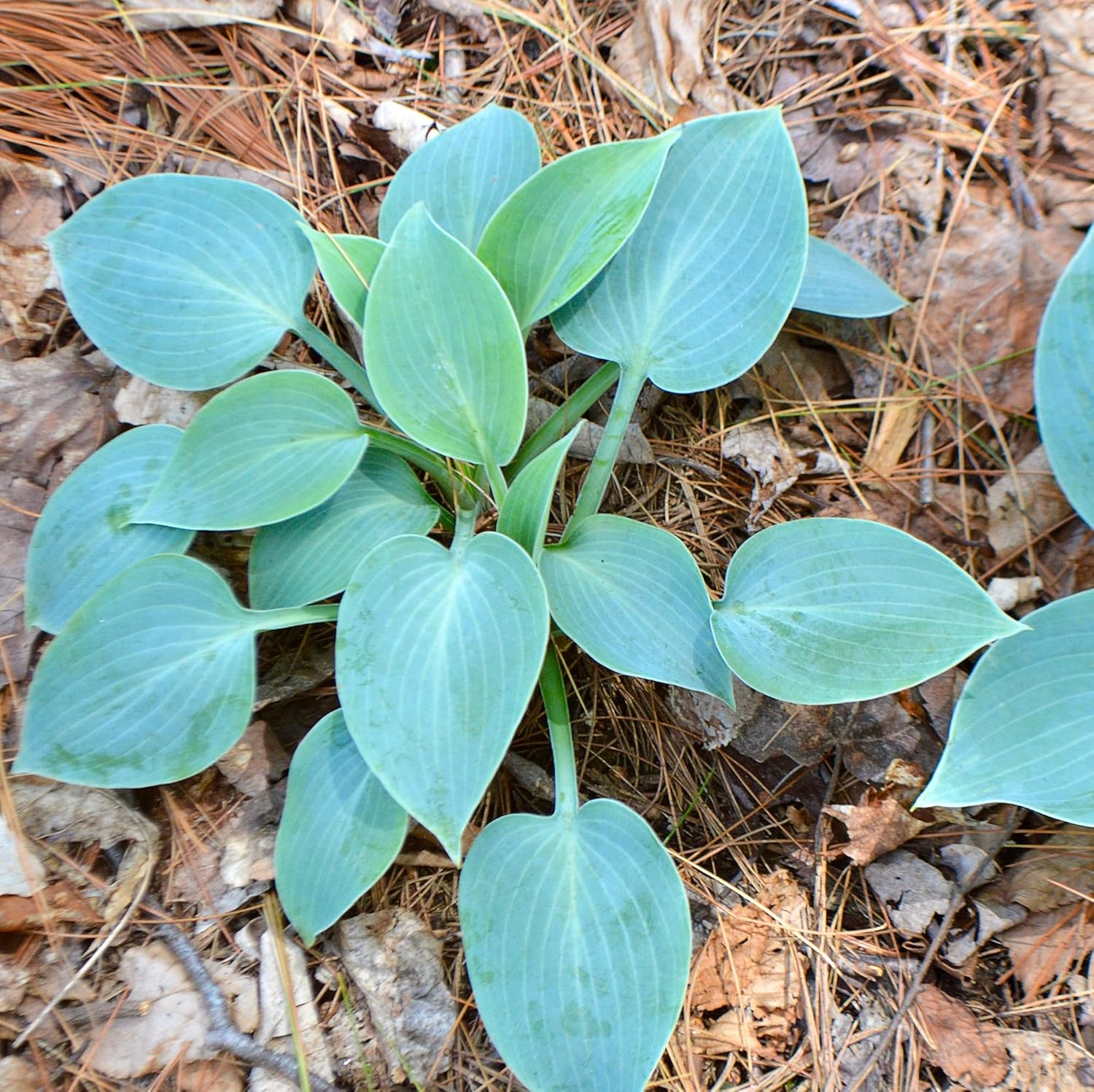 Closeup of Sky Blue Hosta Leaves, Fragrant August Blooms