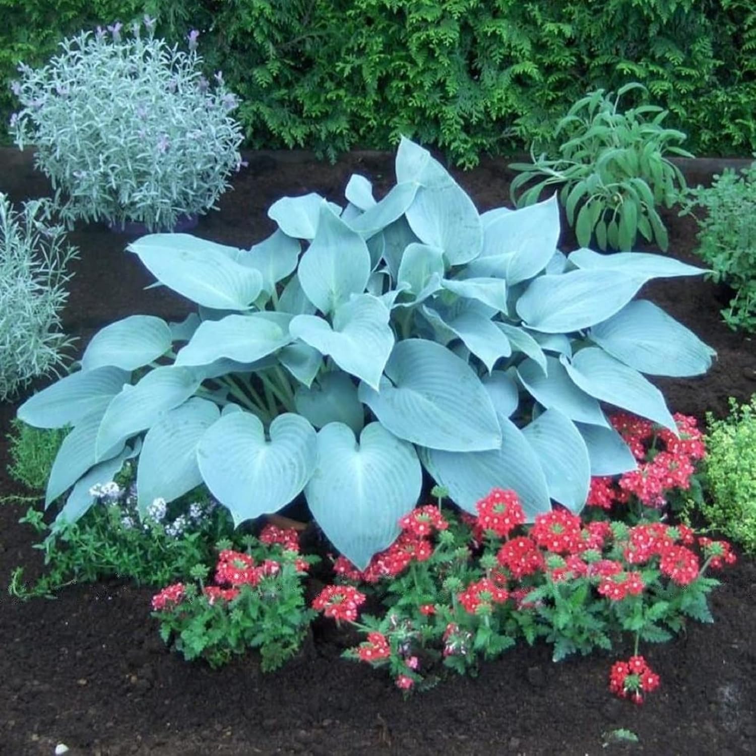 Rare Sky Blue Hosta Plants in Garden Bed, Drought-Tolerant Shade Plant