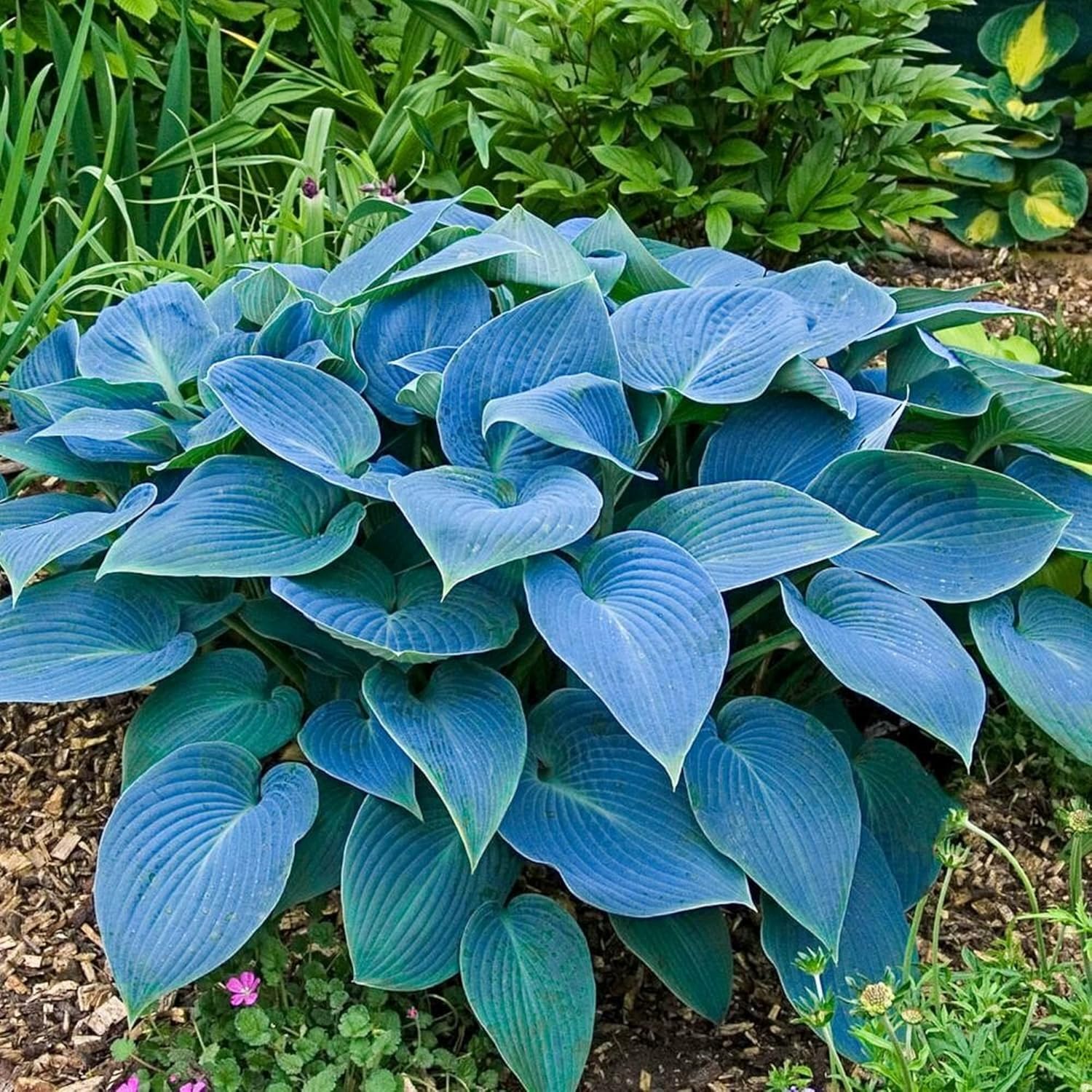Rare Sky Blue Hosta in Landscape, Low-Maintenance Shade Plant