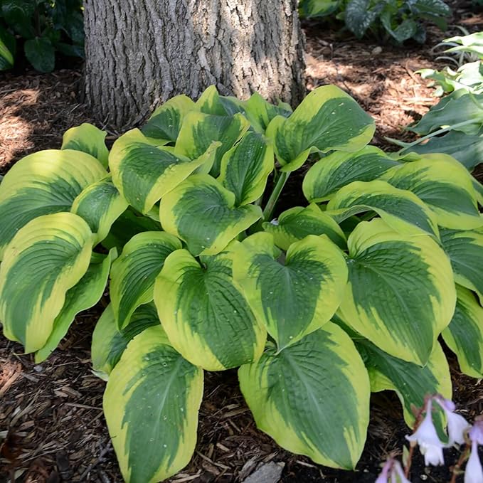 Earth Angel Hosta Seedlings Emerging in Starter Pots