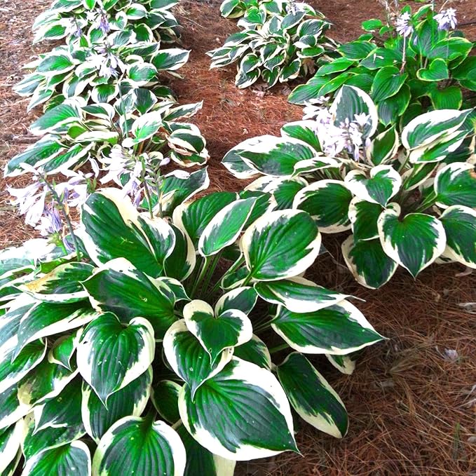 Patriot Hosta Seedlings Growing in Starter Pots