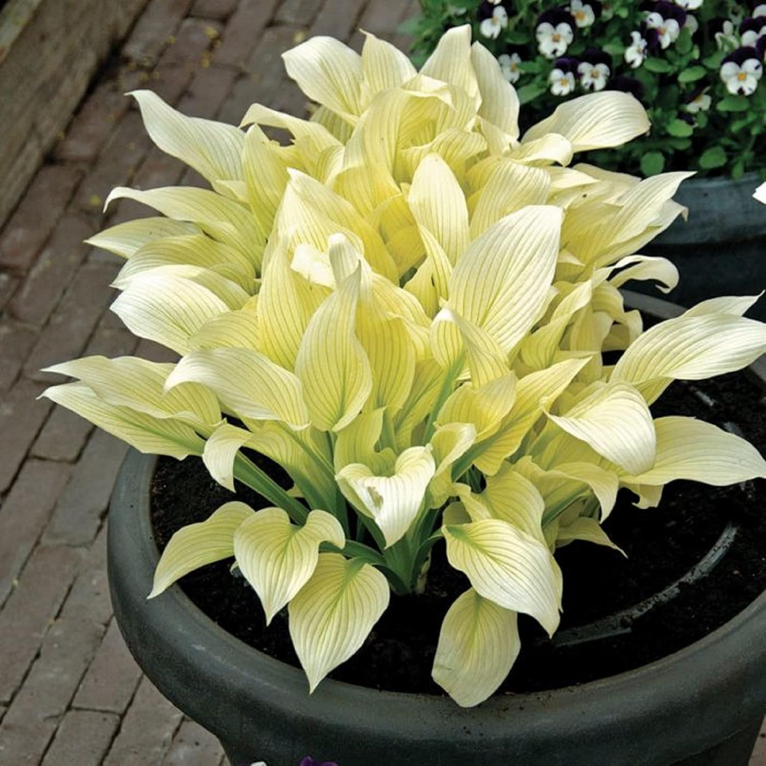 White Feather Hosta in Decorative Garden Container