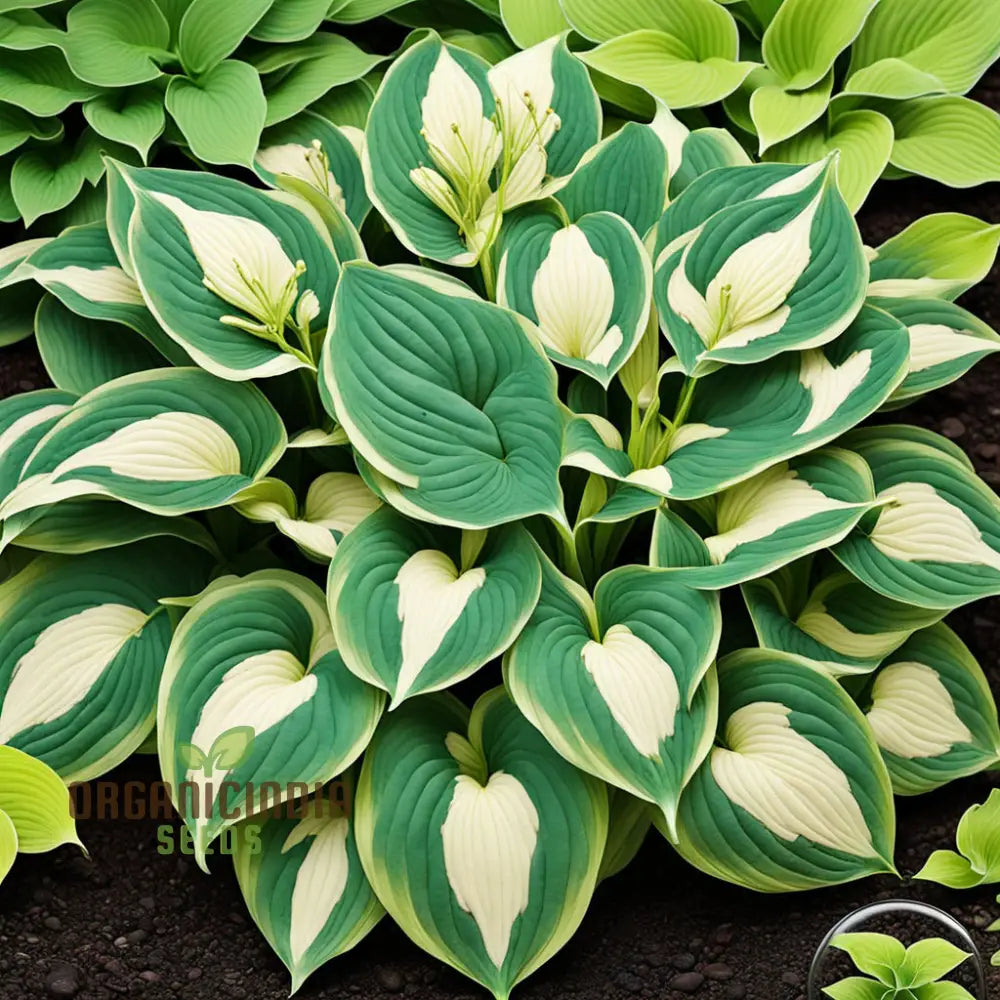 Hosta Garden Seeds Ideal for Shaded Landscape Design