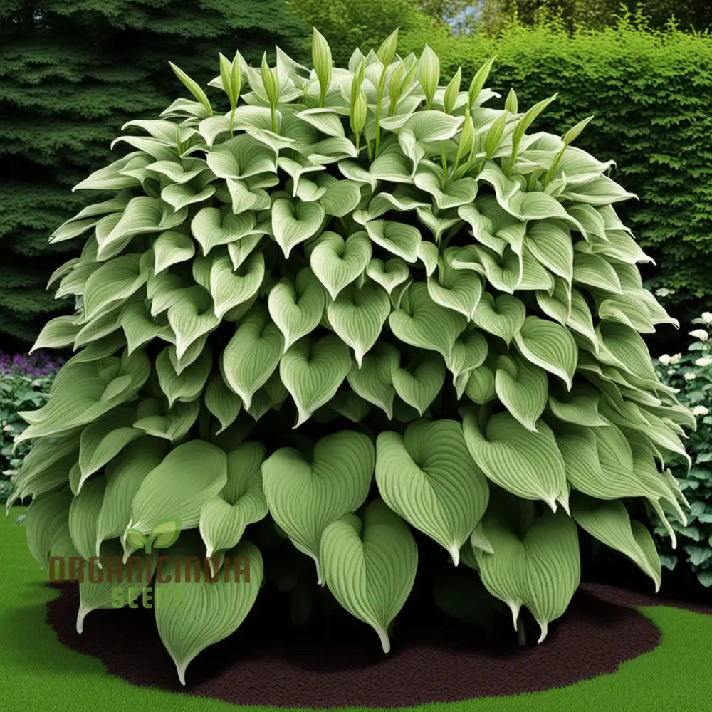 Hosta Lily Seeds for Container Planting – Jardin Perennials Variegated Foliage