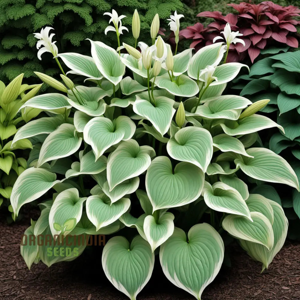 Hosta Lily Seeds in Shade Garden – Variegated Perennial Plants