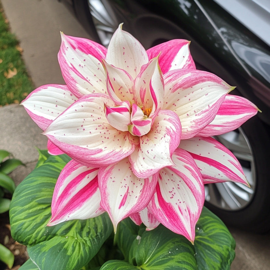 Mixed Hosta Plants Growing in a Shade Garden