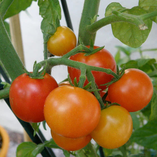 Hot Climates Tomato Seedling from Seeds, Fast-Growing Tomato Plant