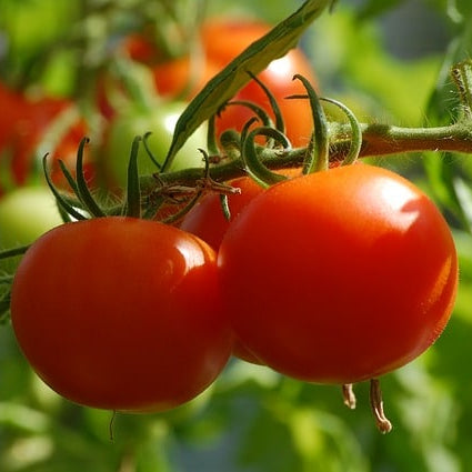 Hot Climates Tomato Seeds for Sunny Gardens, Heat-Tolerant Tomato Plants