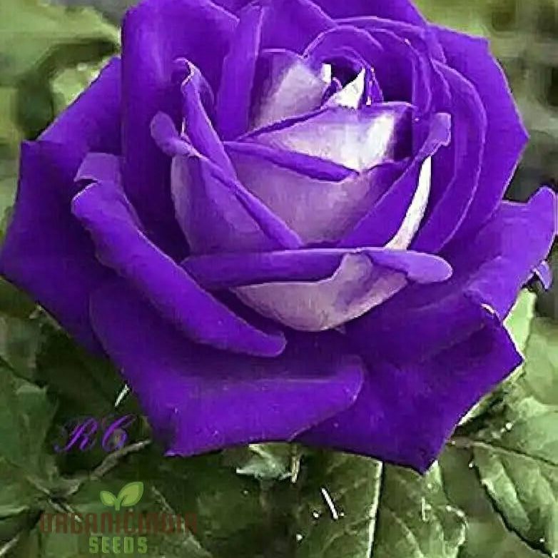 Hot New Purple Rose Flower Seeds Easy To Grow & Maintain China For Stunning Home Gardening