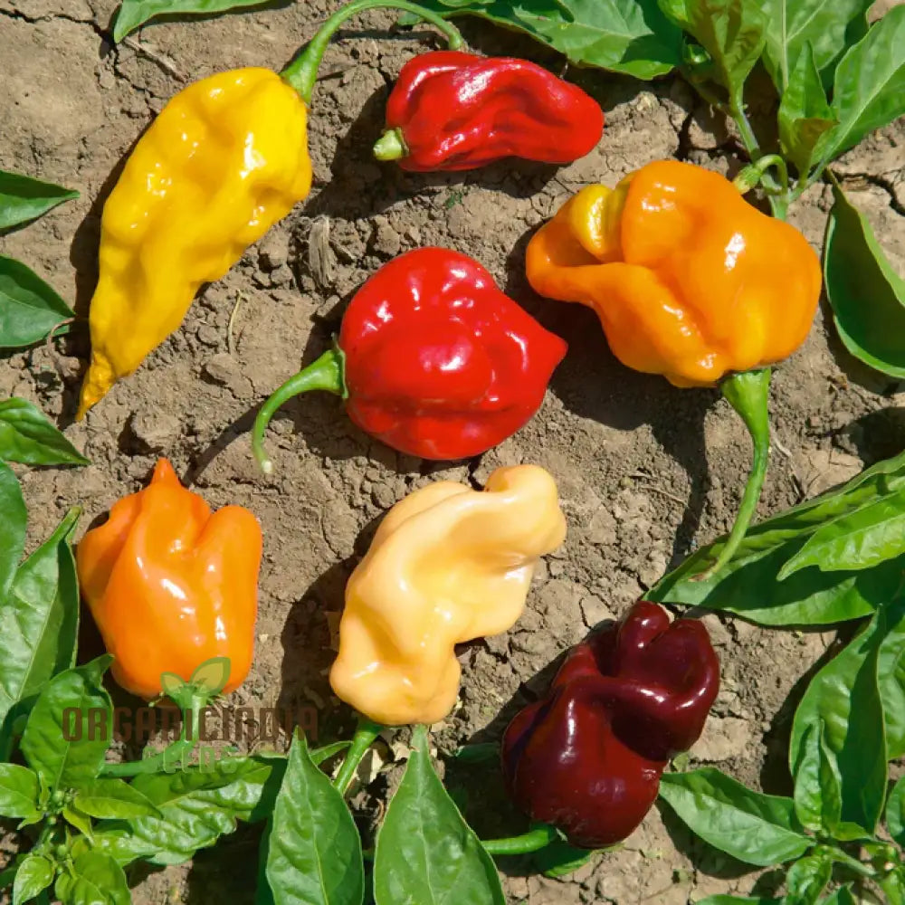 Hot Pepper Caribbean Blend Seeds Packet, Premium Non-GMO Seeds for Gardening