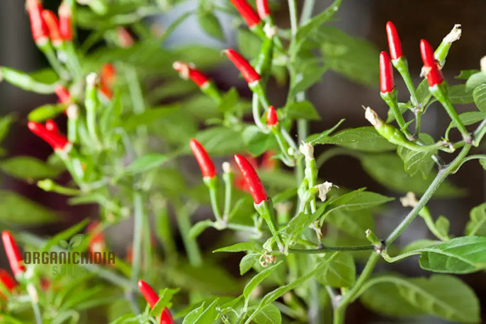 Demon Red Hot Pepper Plant Growing in Container from Seeds, Home Garden Pepper